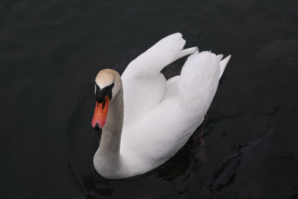 山中湖　ハクチョウ7