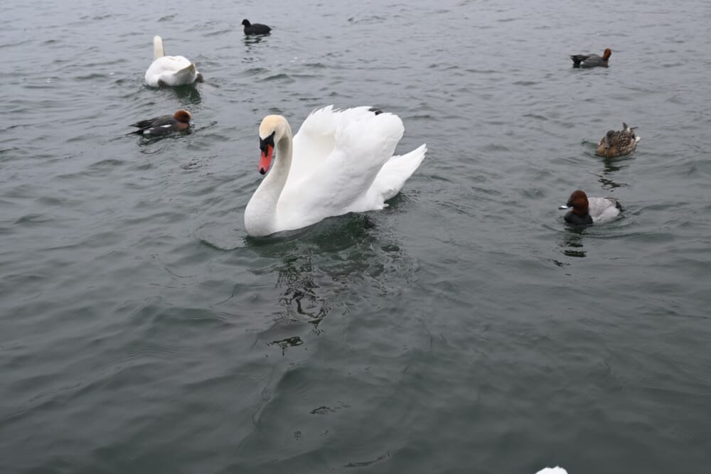 山中湖　ハクチョウ5
