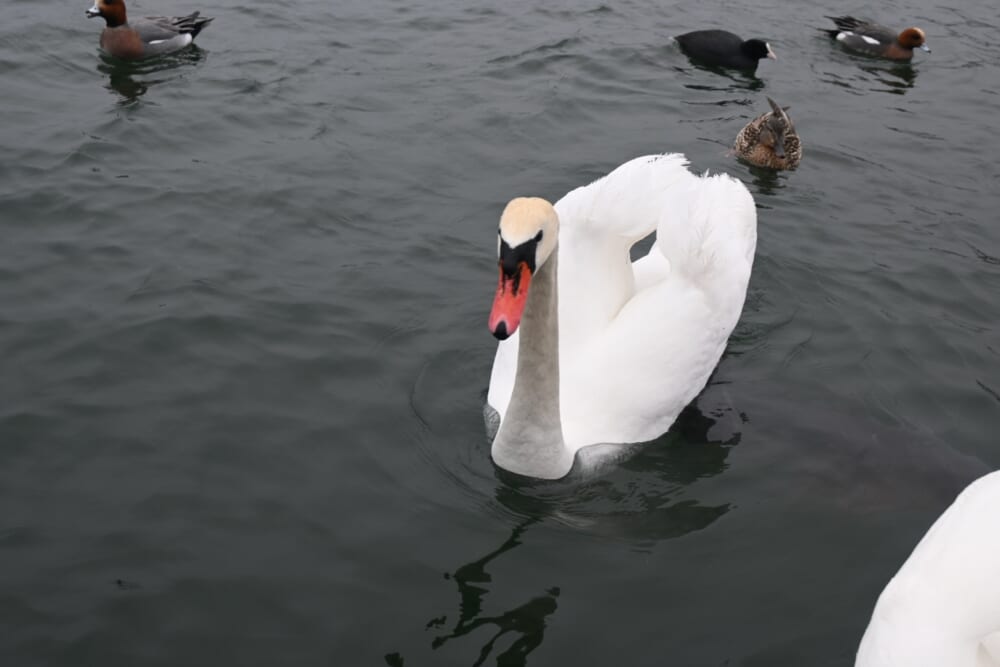 山中湖　ハクチョウ6