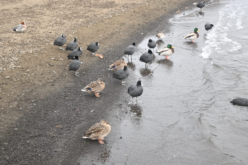 山中湖　ハクチョウ13