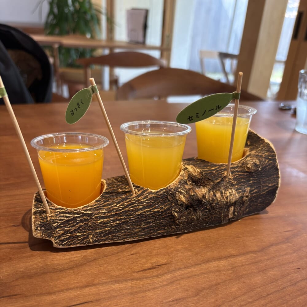 和歌山県
みかんの木