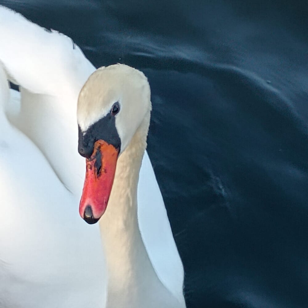 山中湖　ハクチョウ11