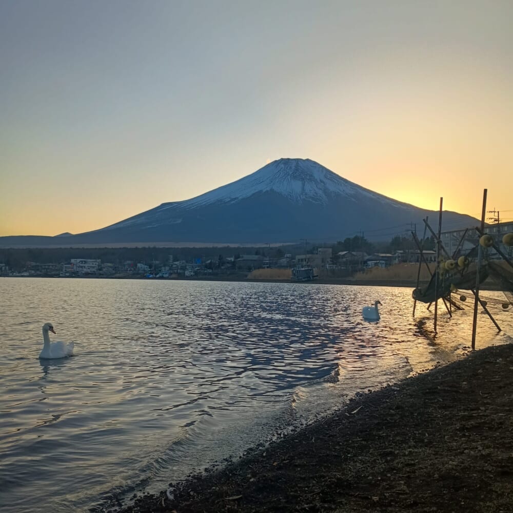 山中湖　ハクチョウ2