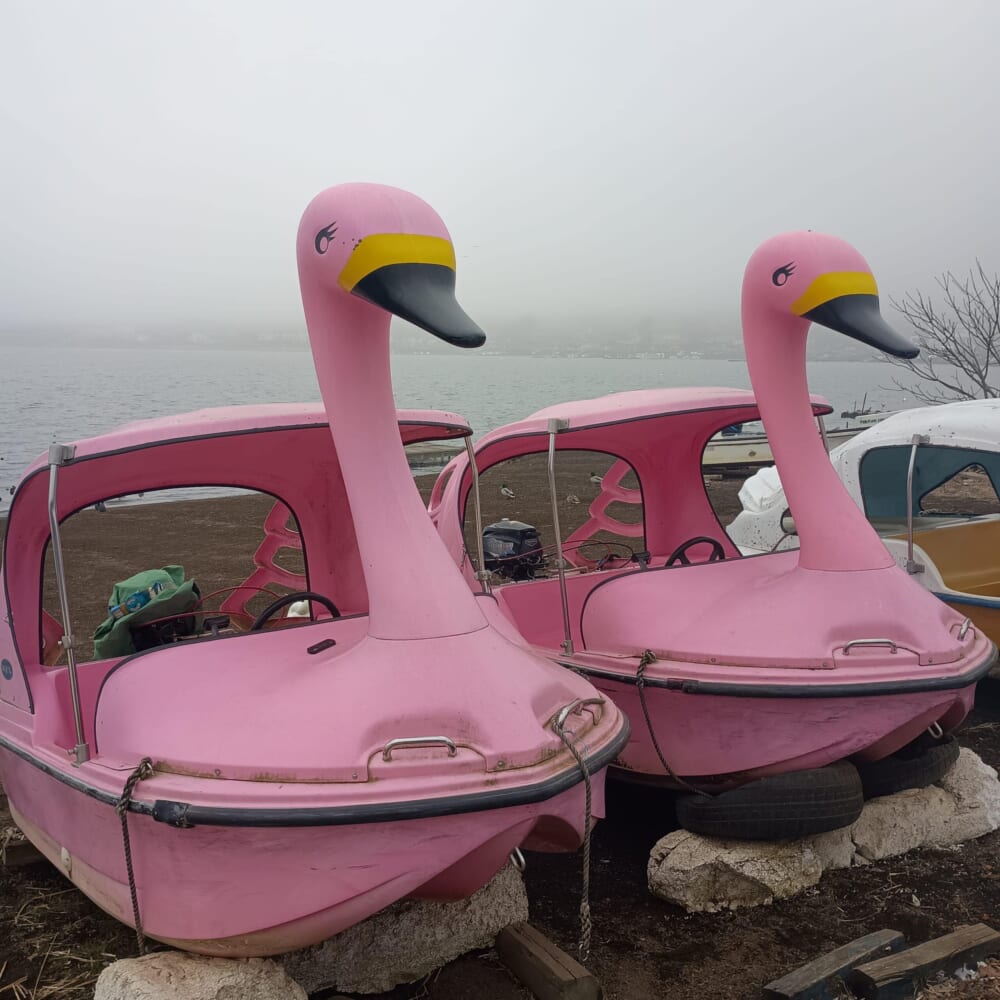 山中湖　ハクチョウ16