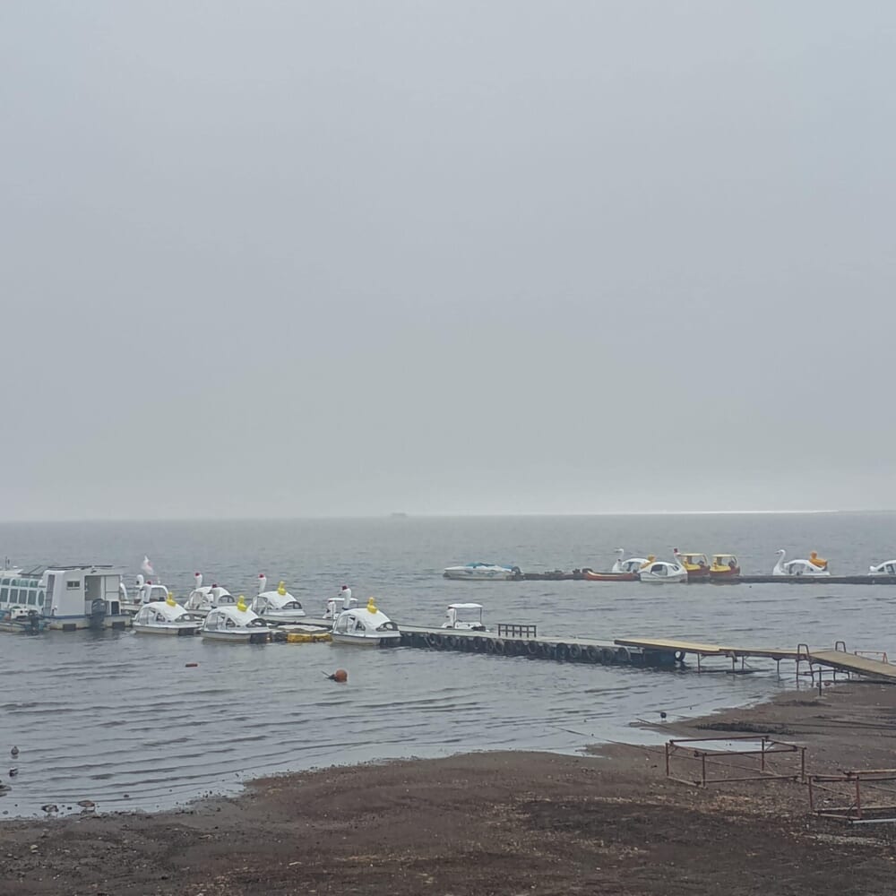 山中湖　ハクチョウ15