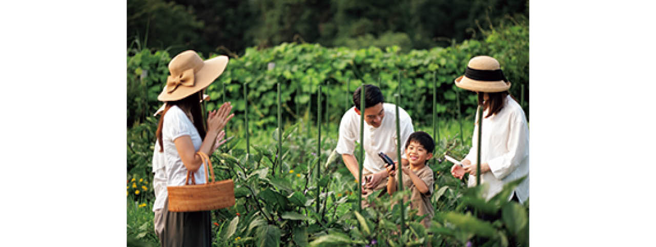 収穫した野菜は持ち帰ったり、ヴィラ内の簡易キッチンで調理することも可能
