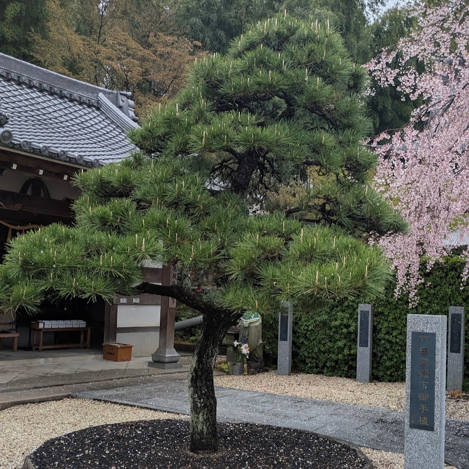 愛知県豊明市　松　高徳院
