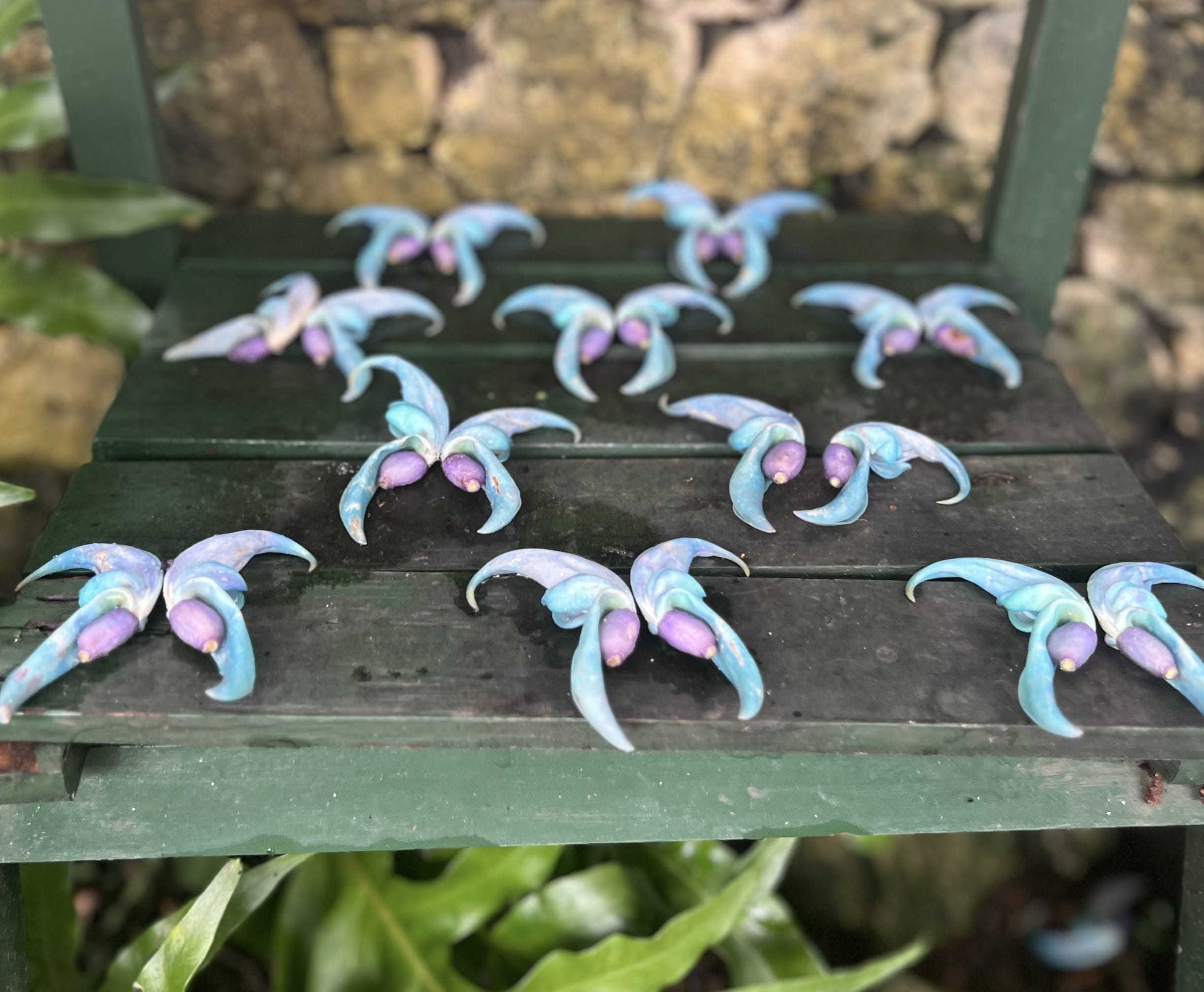 【沖縄】青が眩しい「ヒスイカズラ」が見頃でした TBicoco