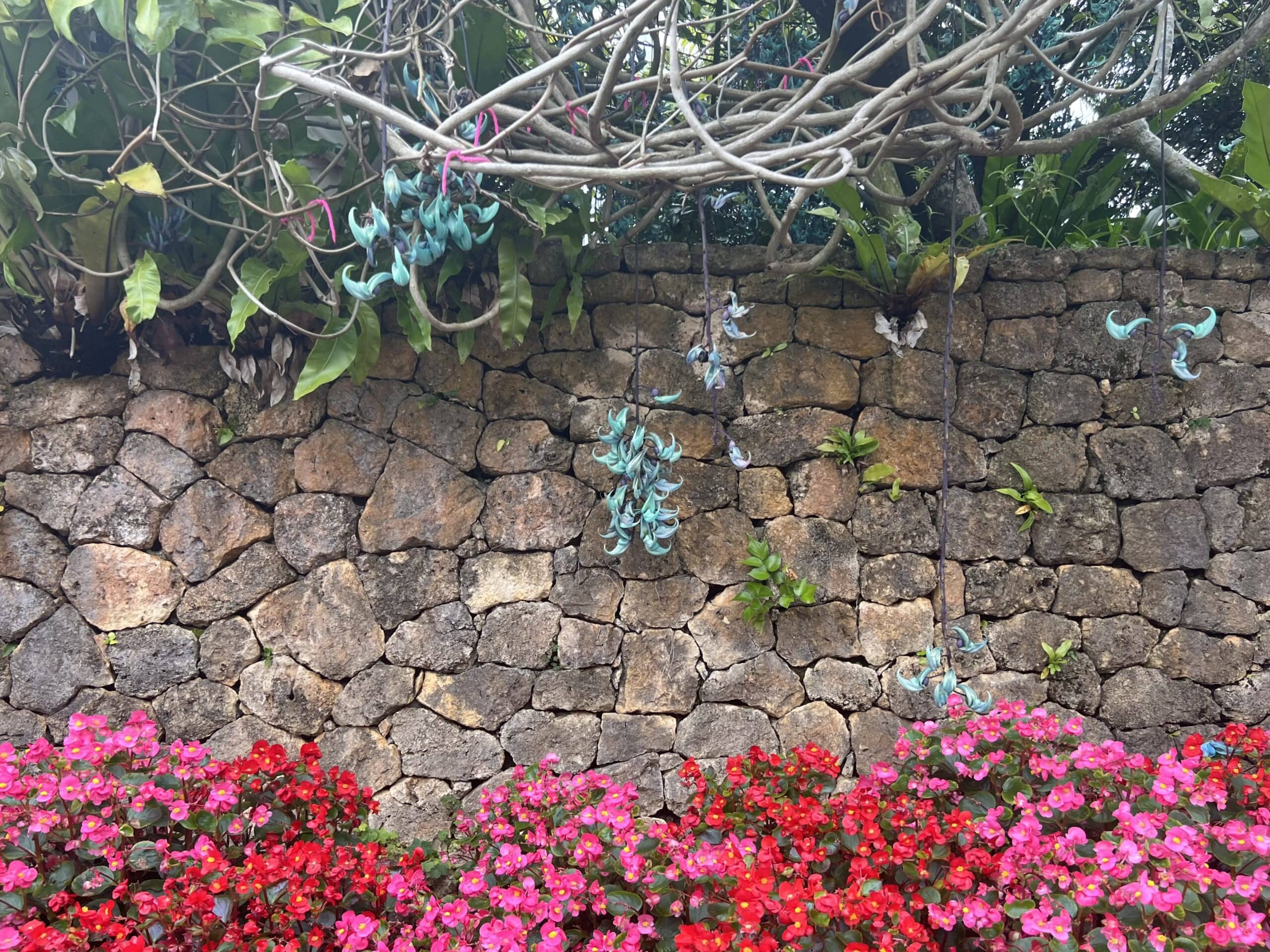 【沖縄】青が眩しい「ヒスイカズラ」が見頃でした TBicoco