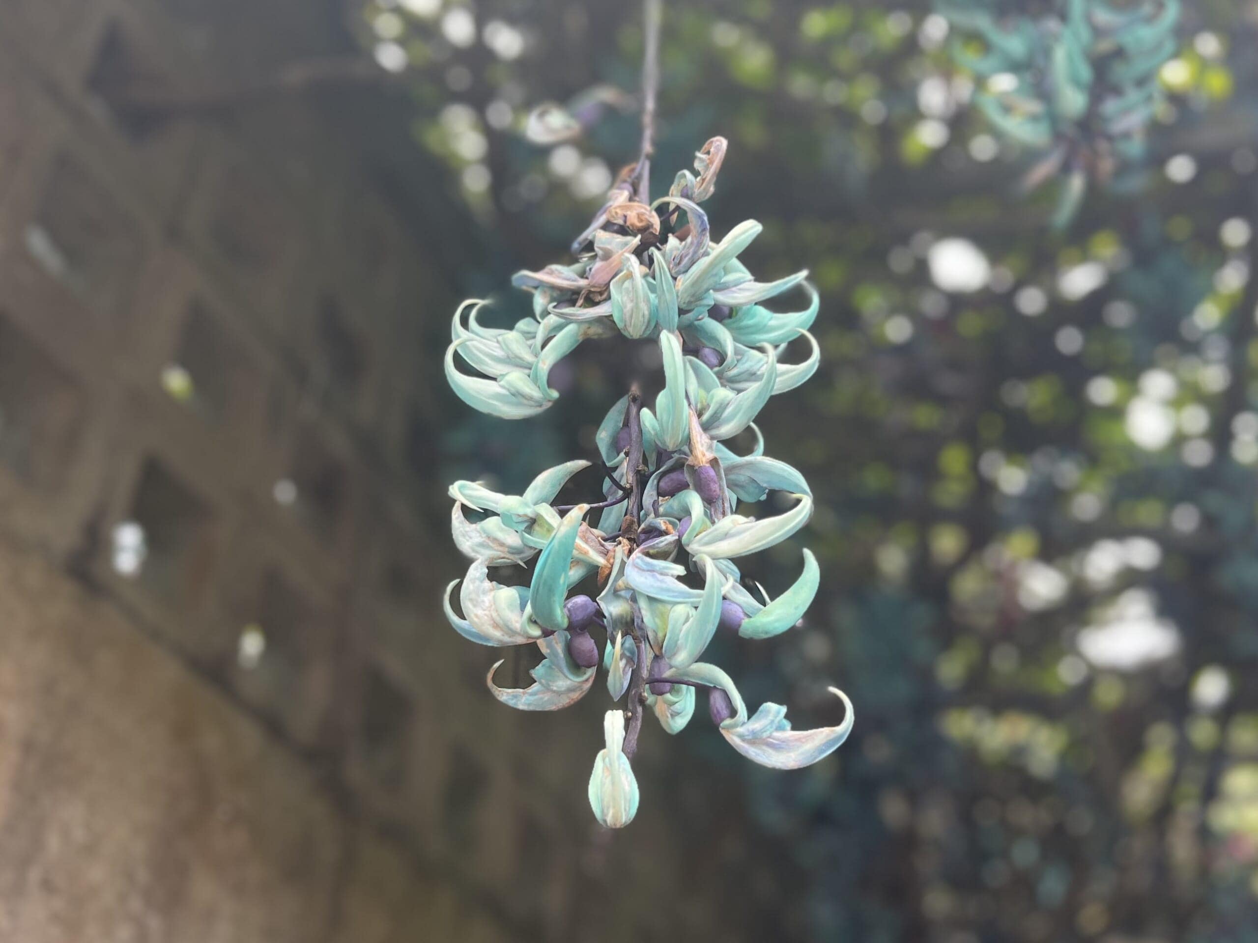 【沖縄】青が眩しい「ヒスイカズラ」が見頃でした TBicoco