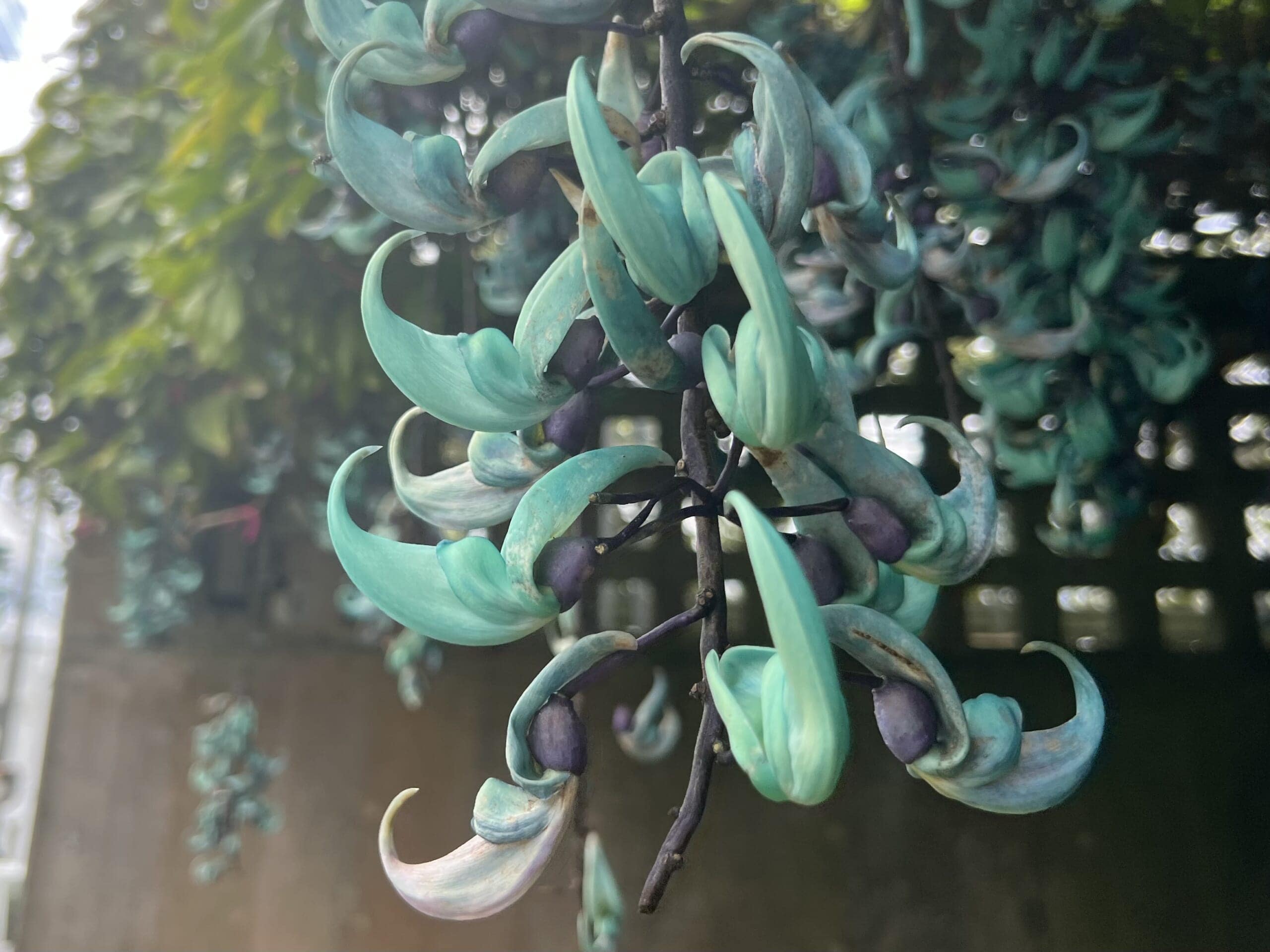 【沖縄】青が眩しい「ヒスイカズラ」が見頃でした TBicoco