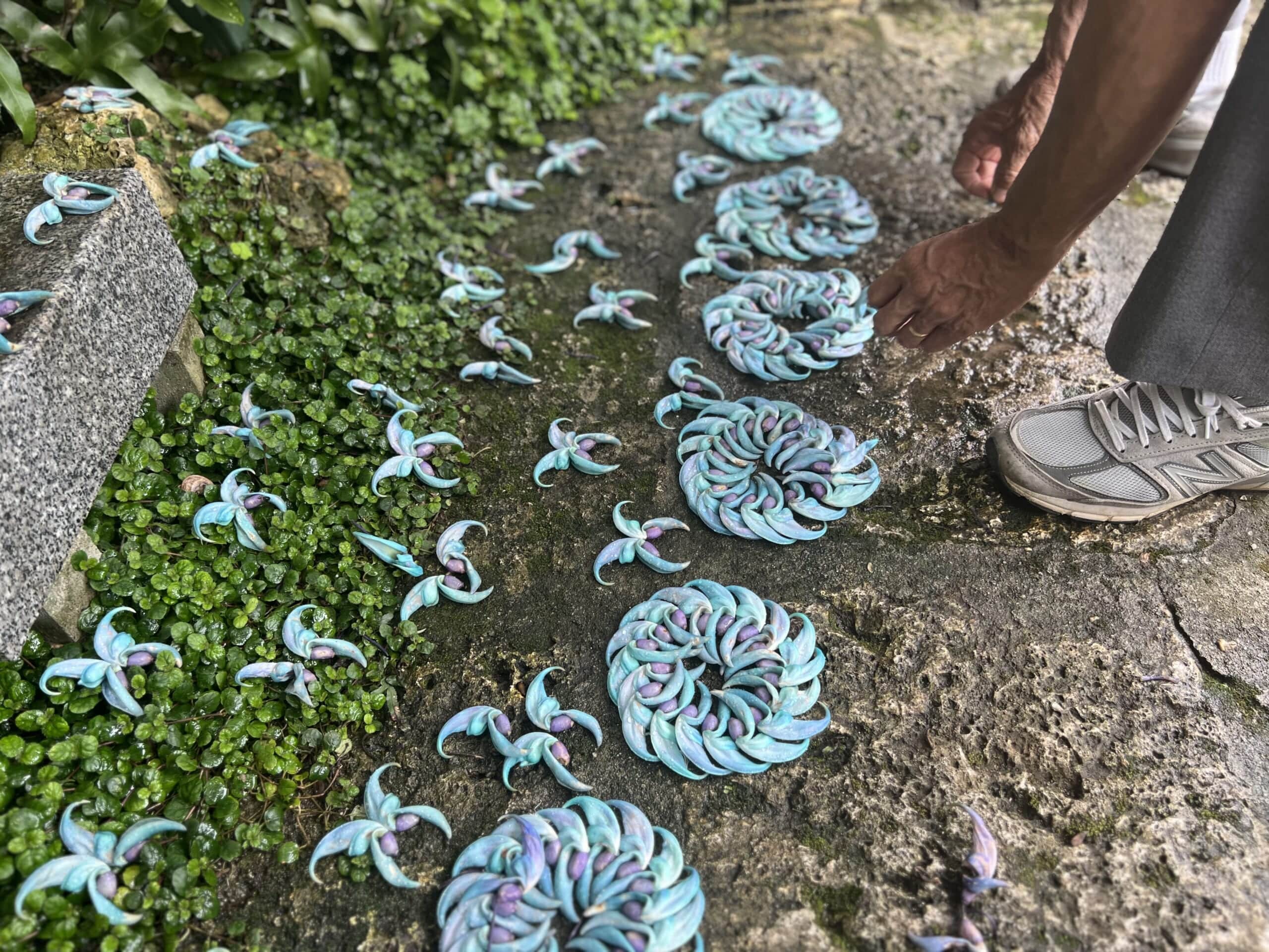 【沖縄】青が眩しい「ヒスイカズラ」が見頃でした TBicoco