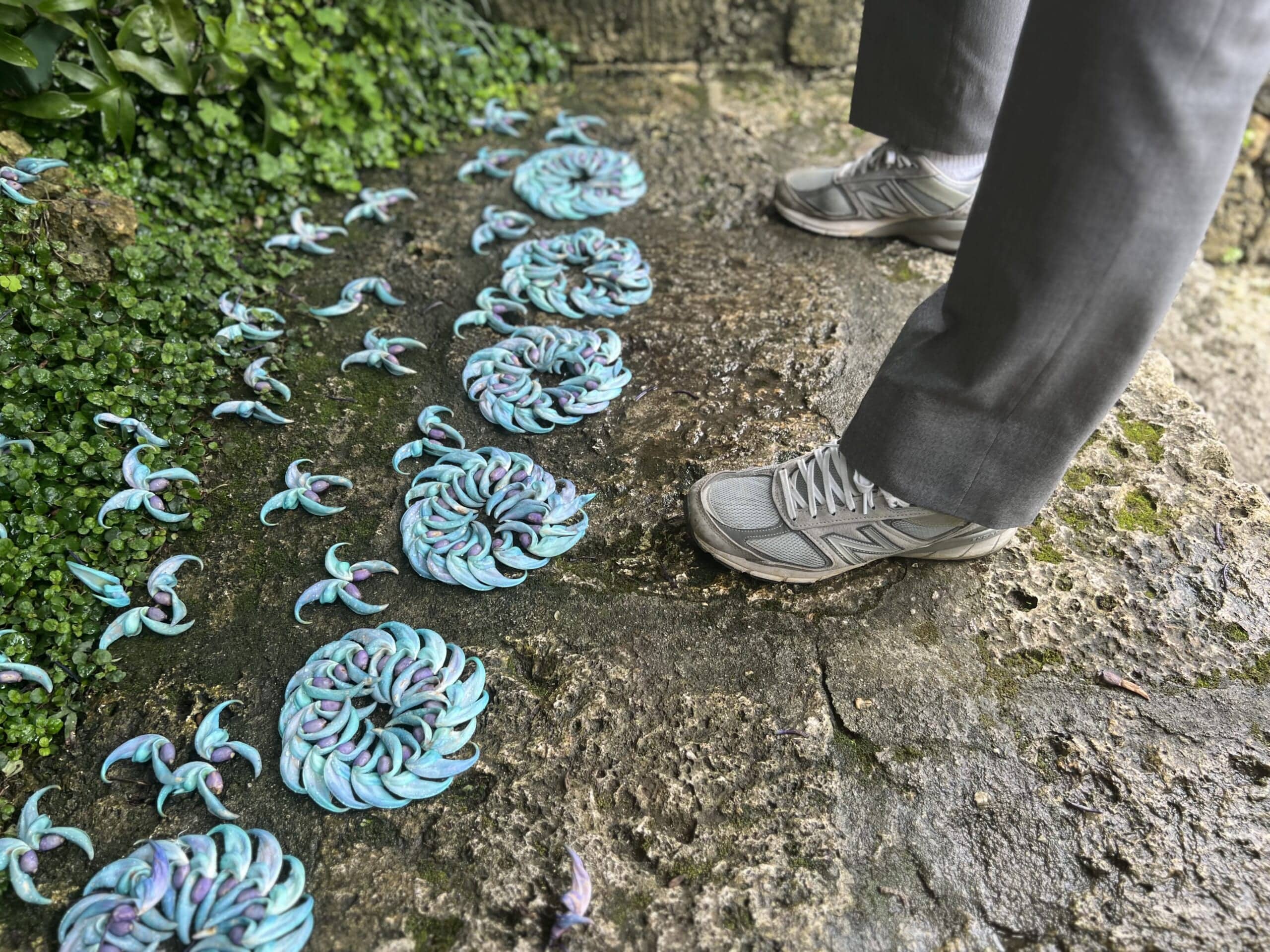 【沖縄】青が眩しい「ヒスイカズラ」が見頃でした TBicoco