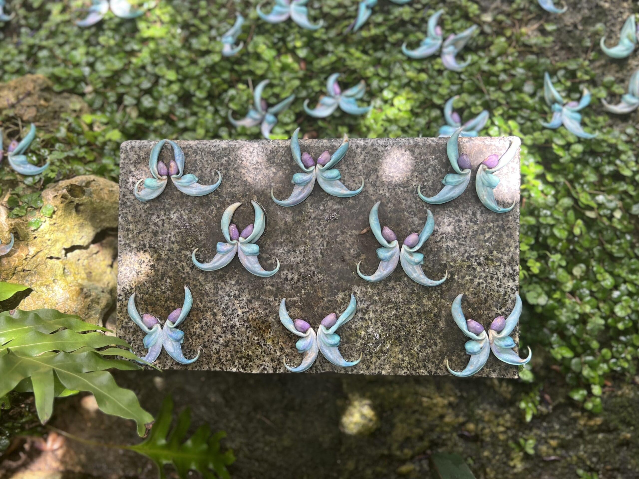 【沖縄】青が眩しい「ヒスイカズラ」が見頃でした TBicoco