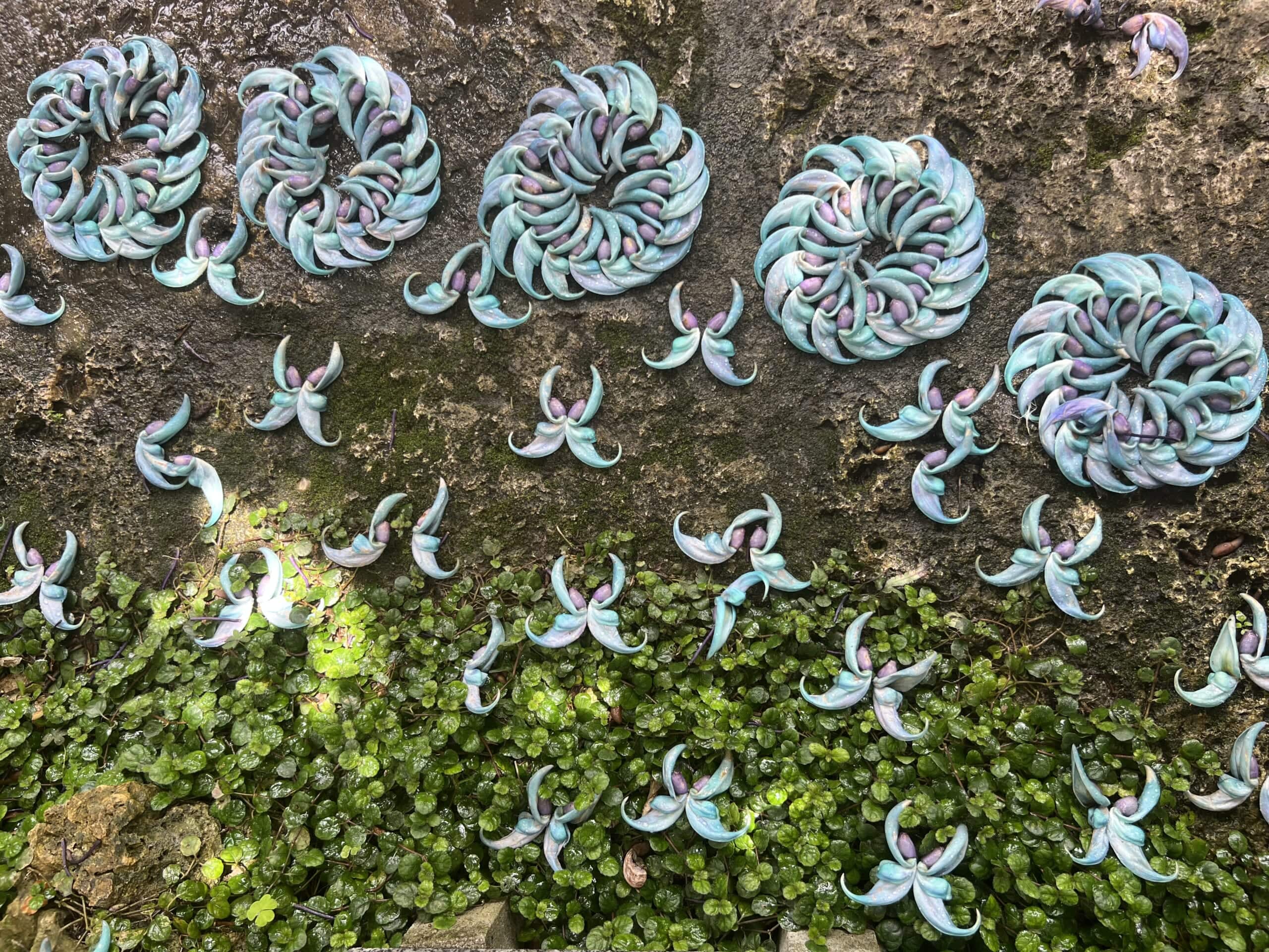 【沖縄】青が眩しい「ヒスイカズラ」が見頃でした TBicoco