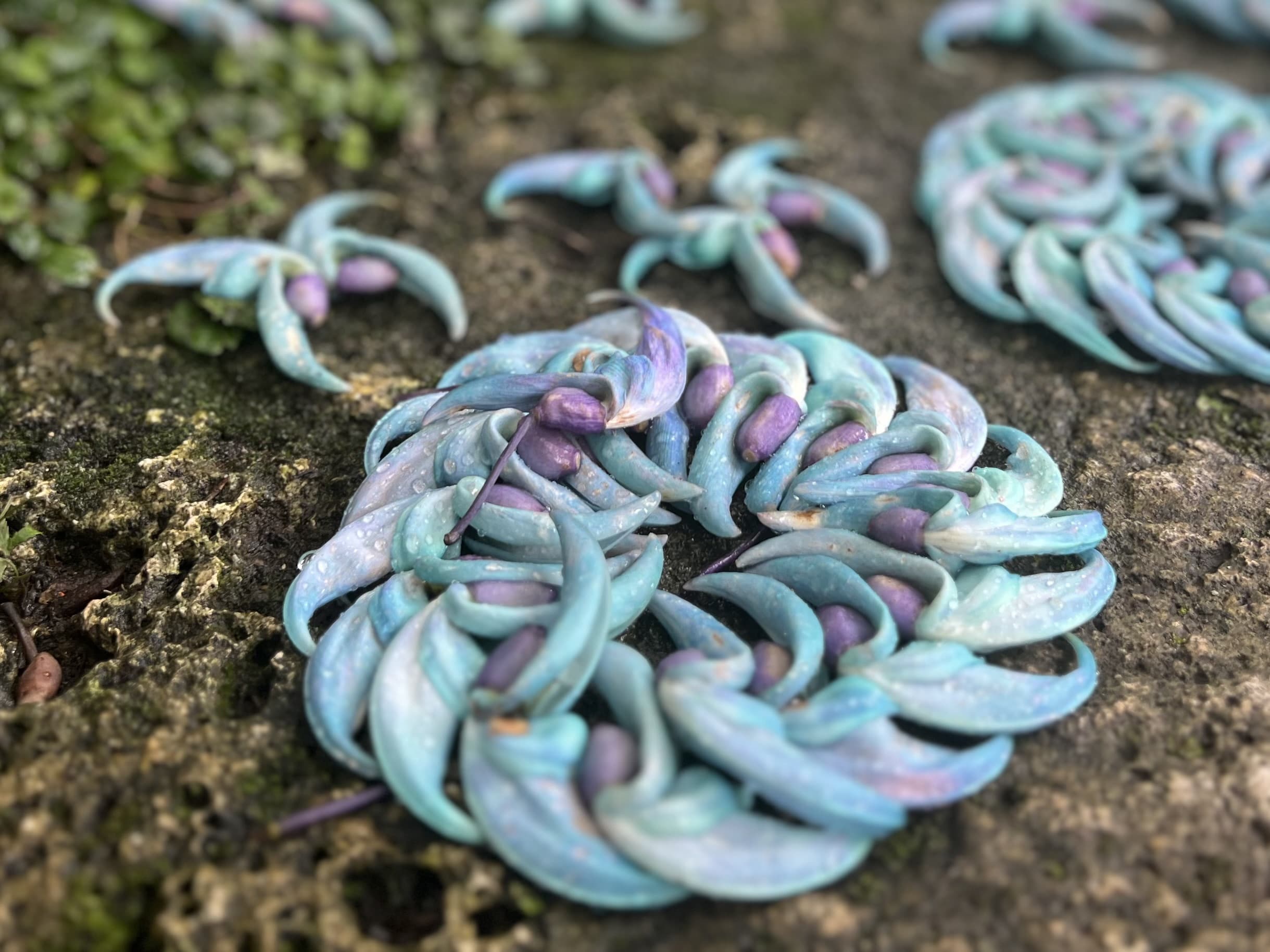 【沖縄】青が眩しい「ヒスイカズラ」が見頃でした TBicoco