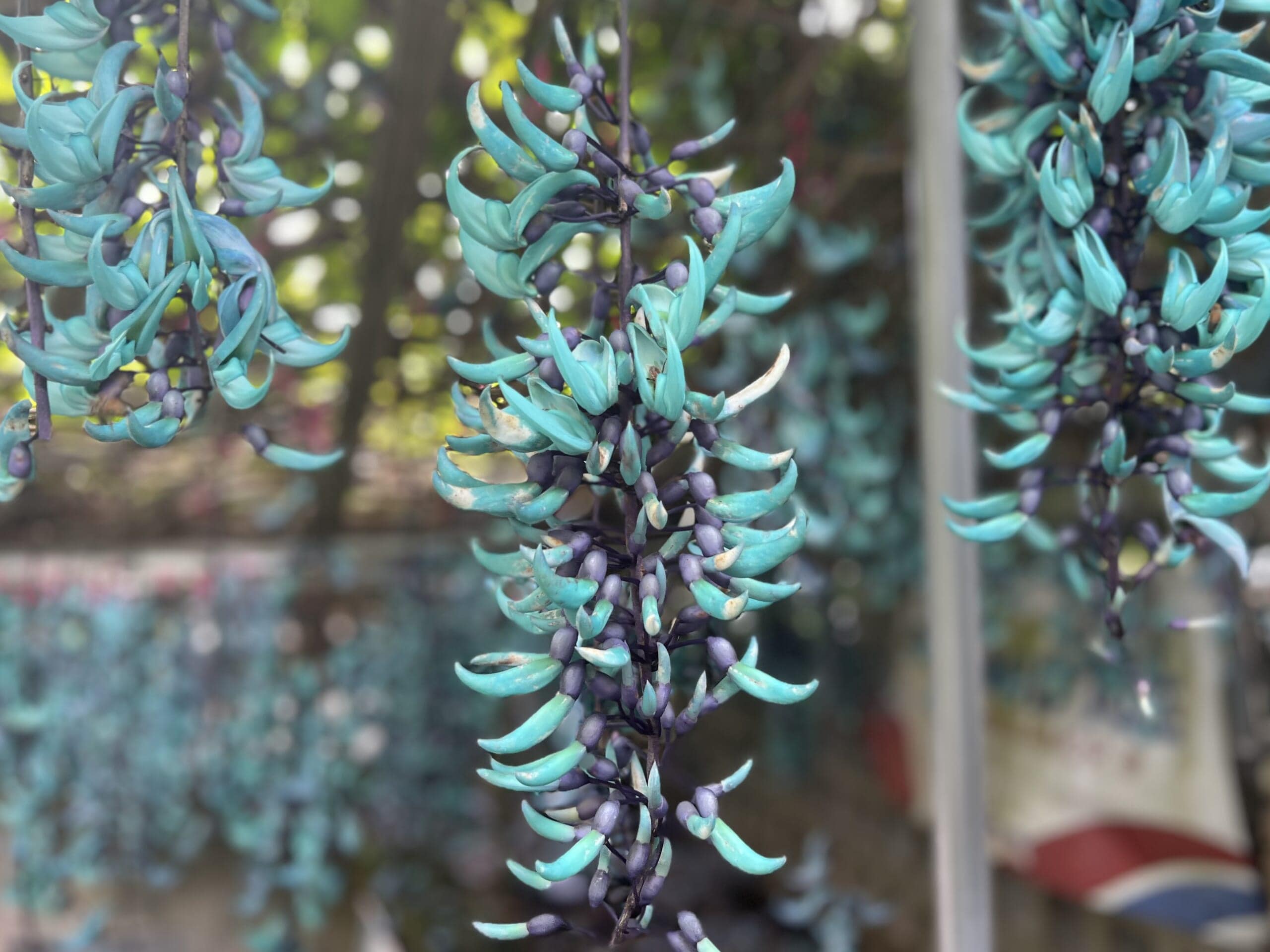 【沖縄】青が眩しい「ヒスイカズラ」が見頃でした TBicoco