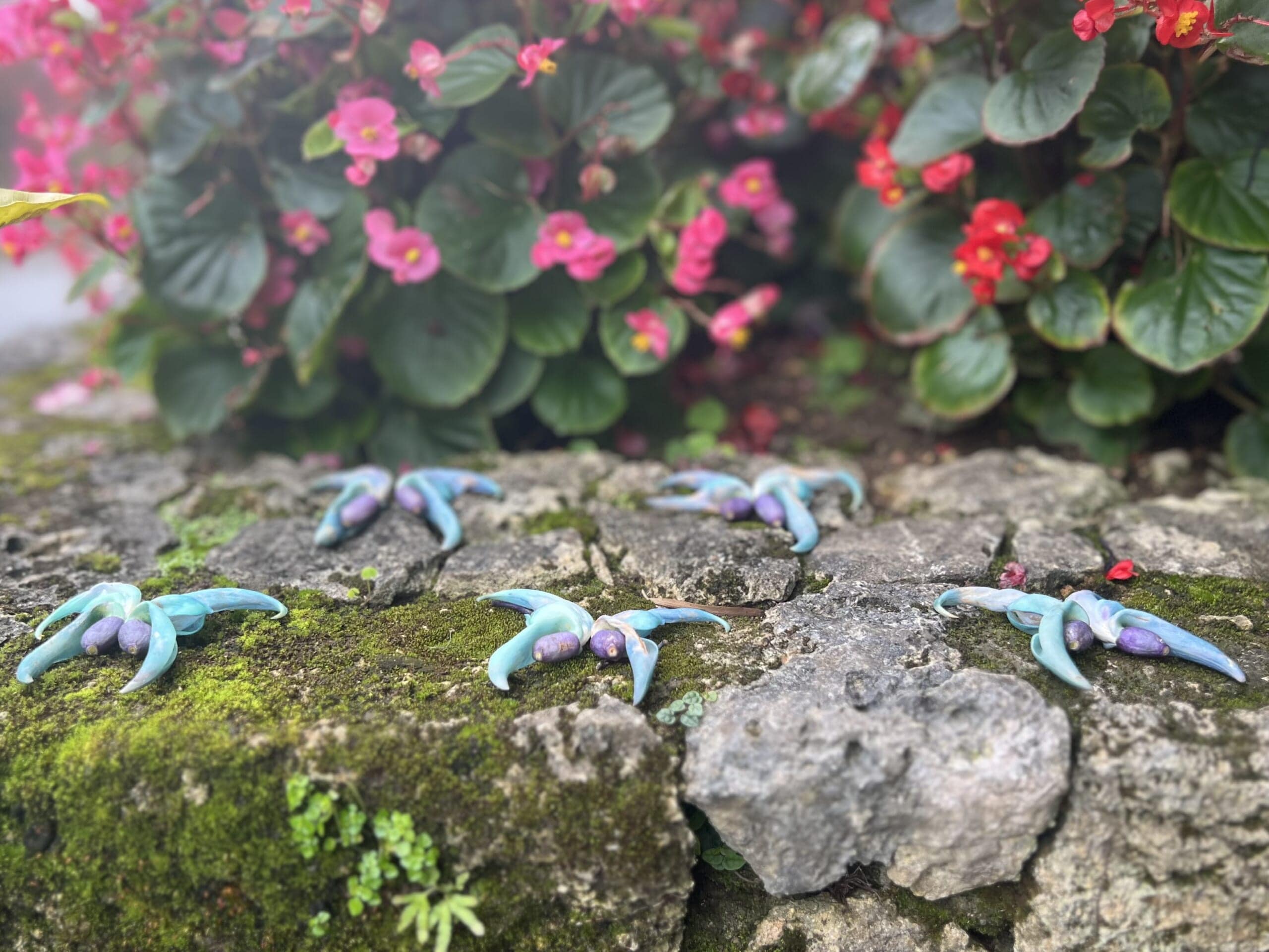 【沖縄】青が眩しい「ヒスイカズラ」が見頃でした TBicoco