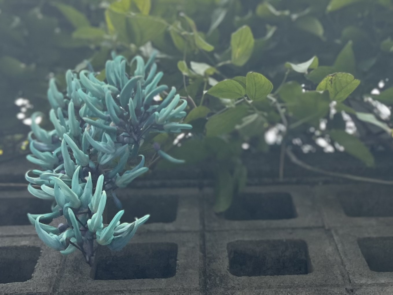 【沖縄】青が眩しい「ヒスイカズラ」が見頃でした TBicoco