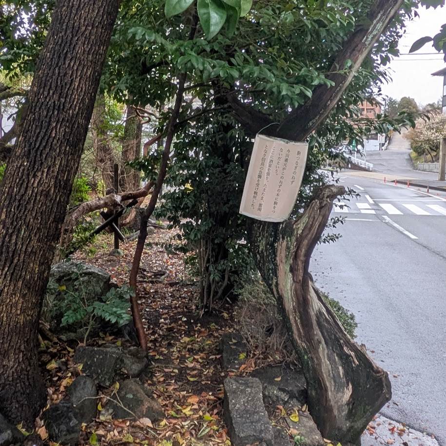 駒繋ぎ　杜松の木　桶狭間