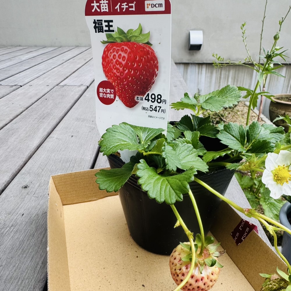 イチゴ 福王 苗