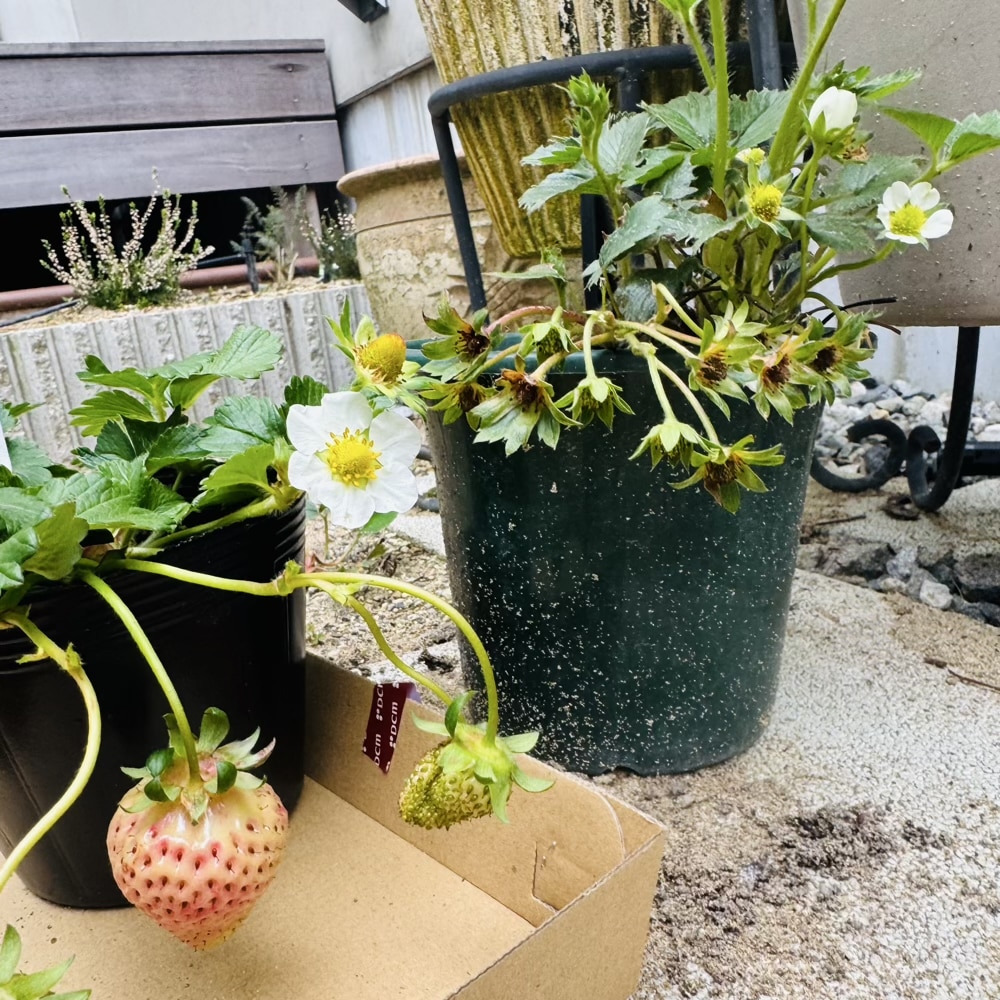 イチゴ 福王 苗