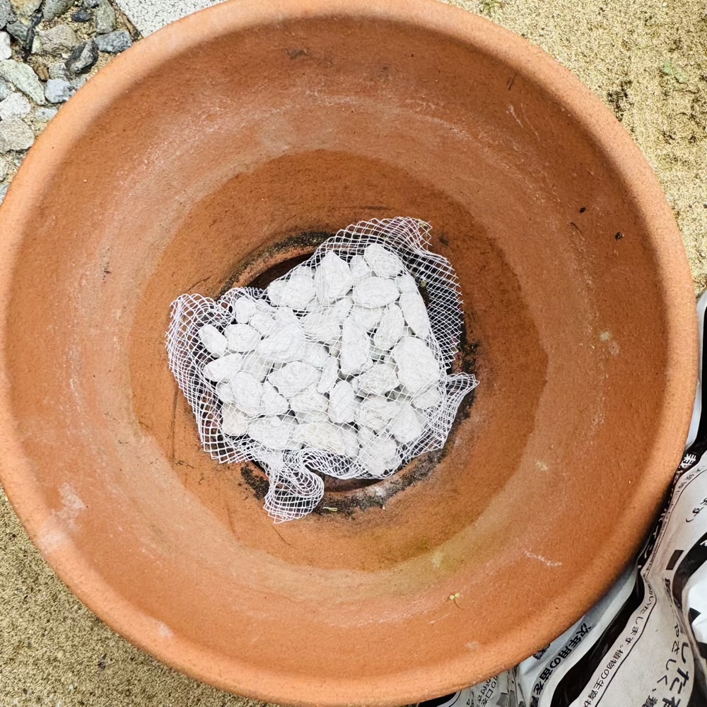 イチゴ 苗 植え替え