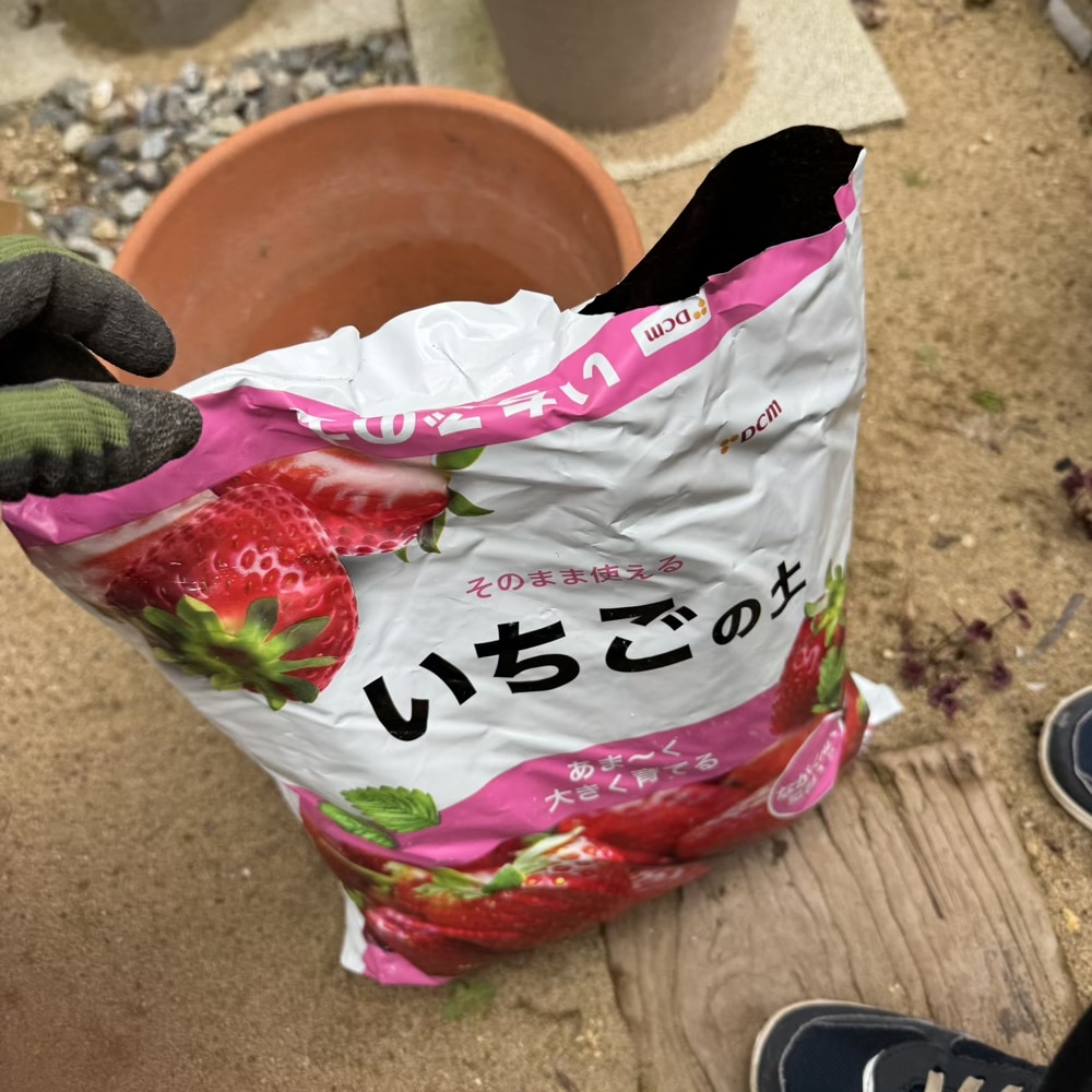 イチゴ 苗 植え替え