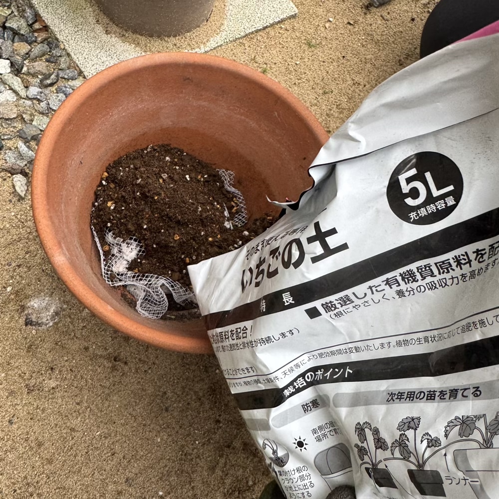 イチゴ 苗 植え替え