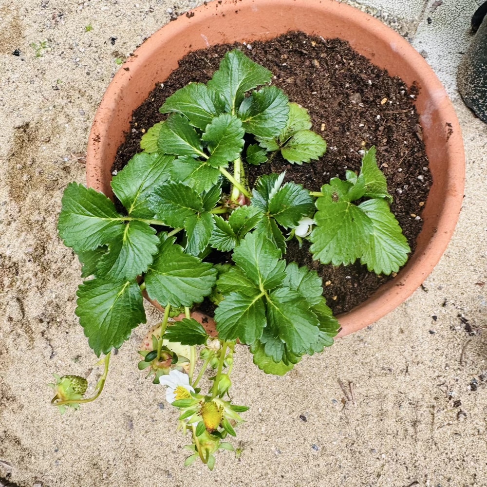 イチゴ 苗 植え替え