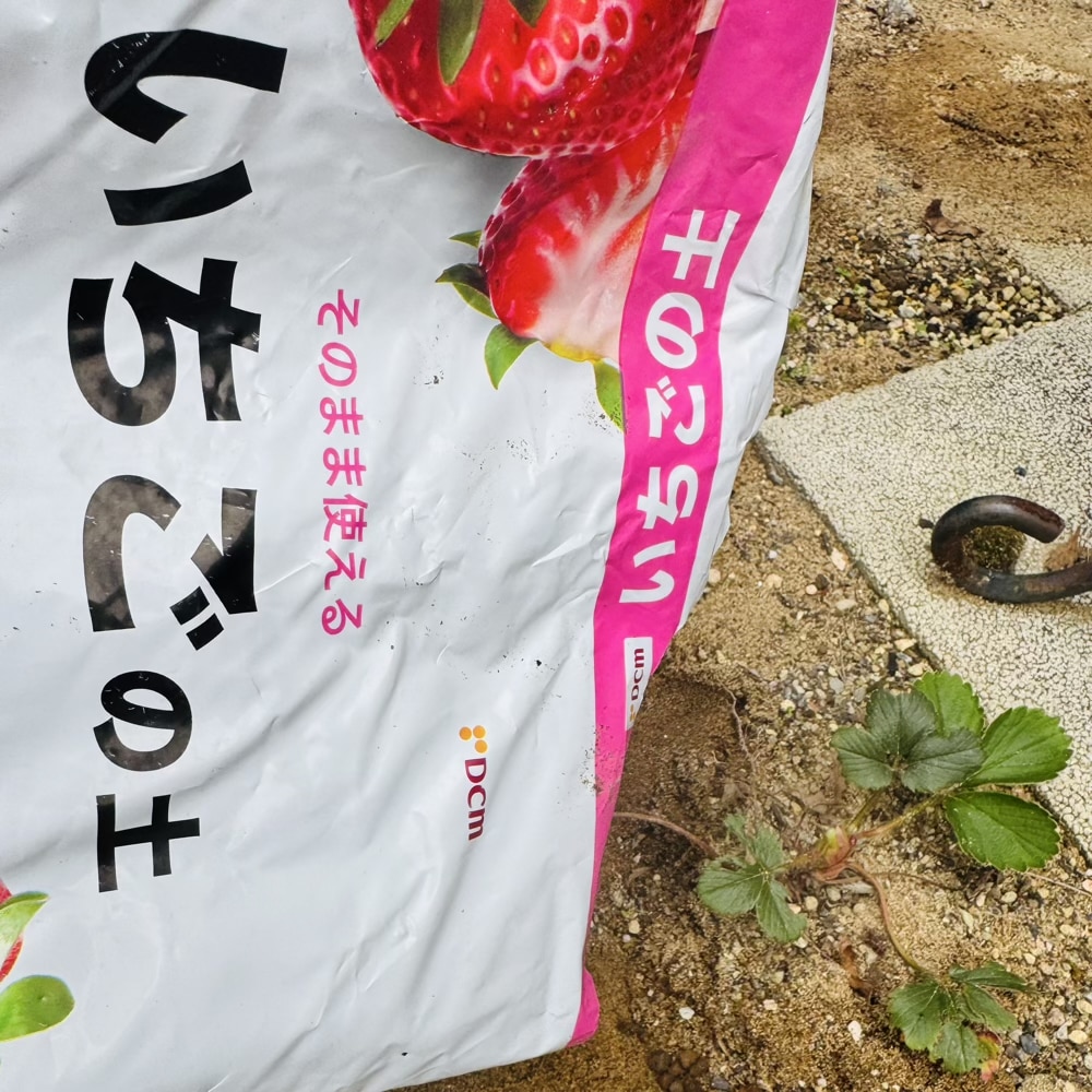 イチゴ 苗 植え替え