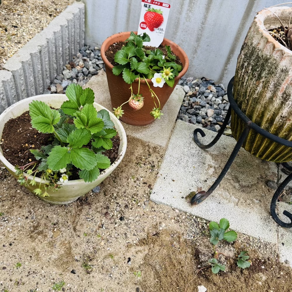 イチゴ 苗 植え替え