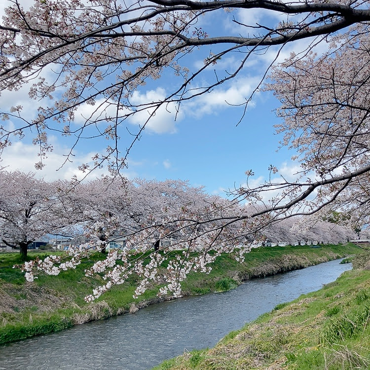 川沿いの桜　西郷　ホタルの里