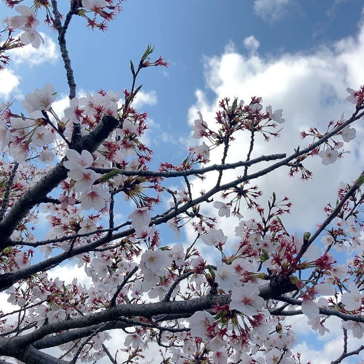 桜　アップ