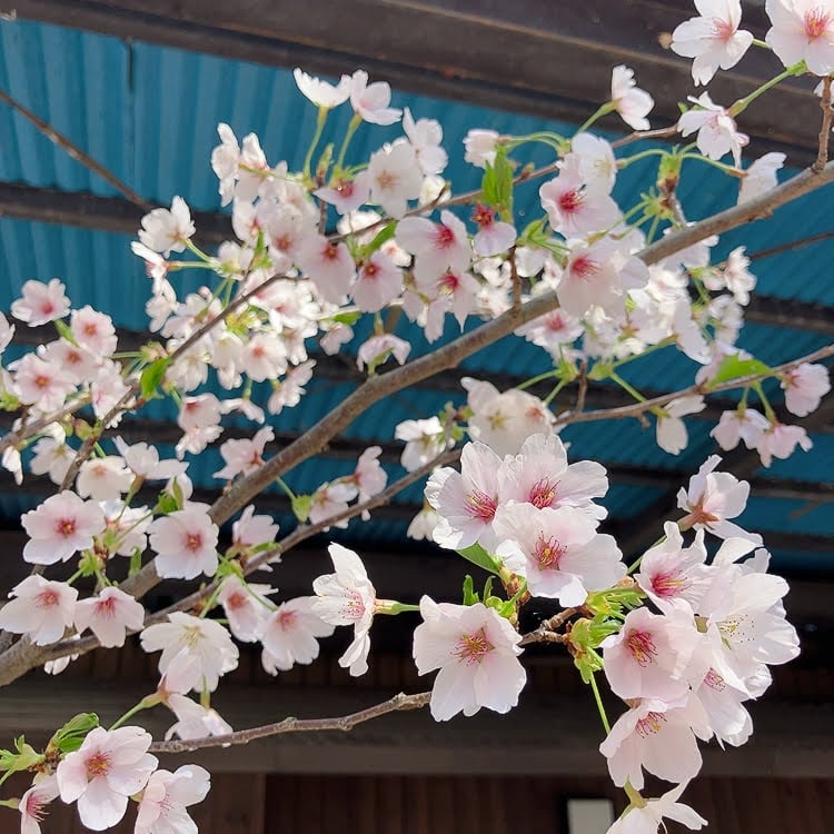 桜　アップ　葉桜