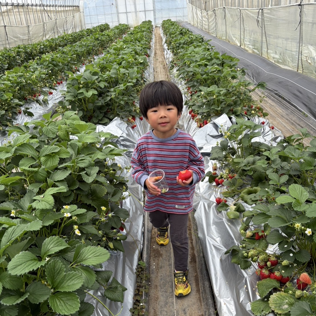 いちご狩り