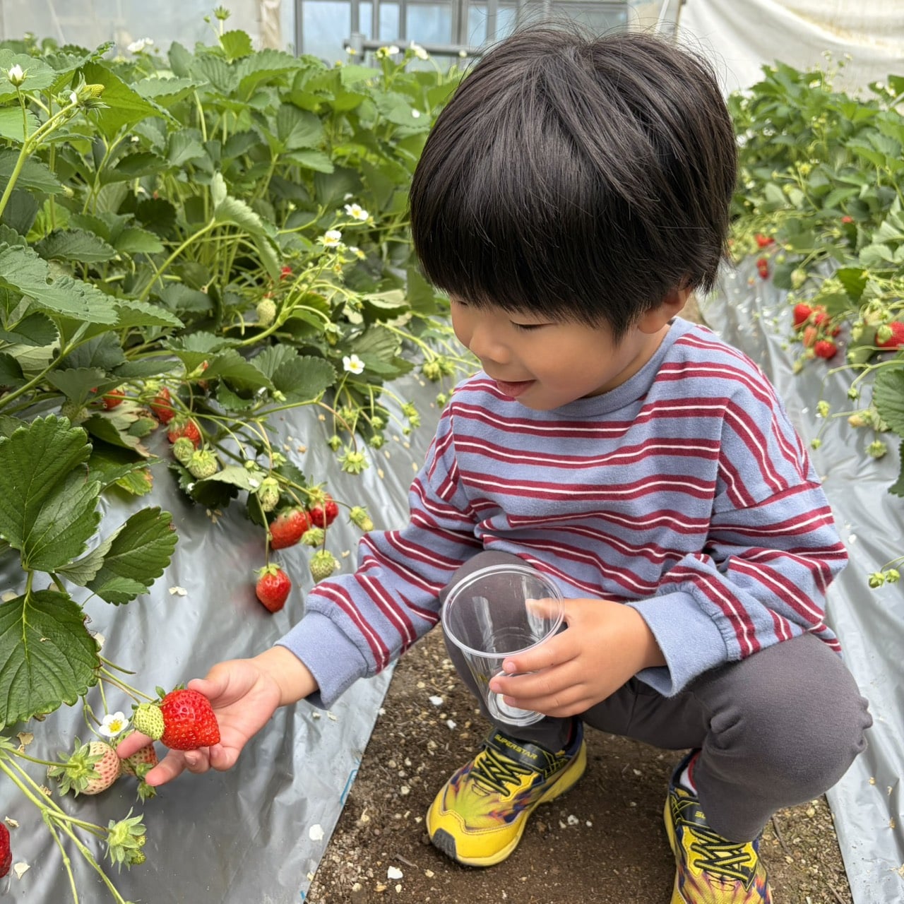 いちご狩り