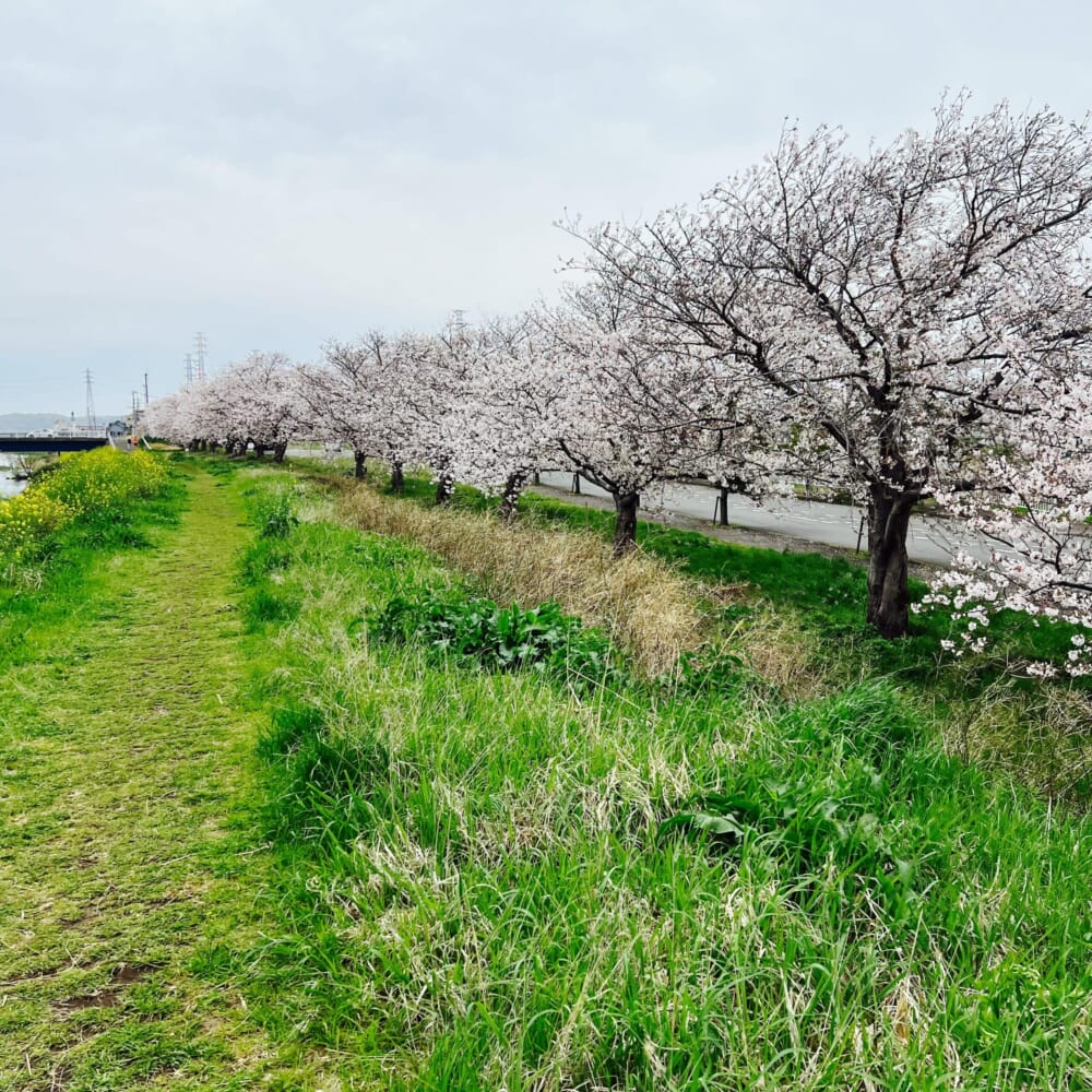 お花見　桜　川沿い　菜の花
