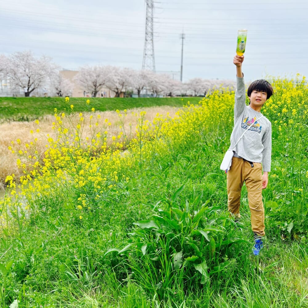 お花見　桜　川沿い　菜の花