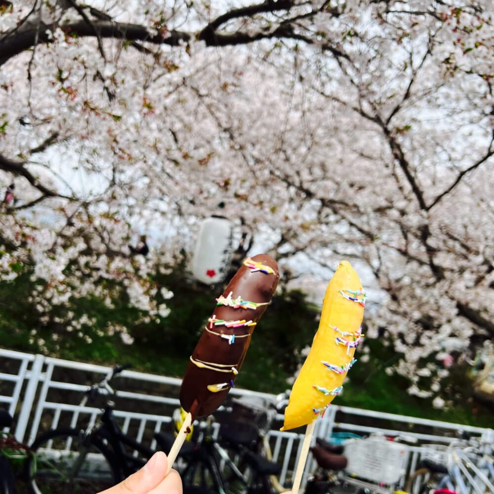 お花見　桜　川沿い　菜の花