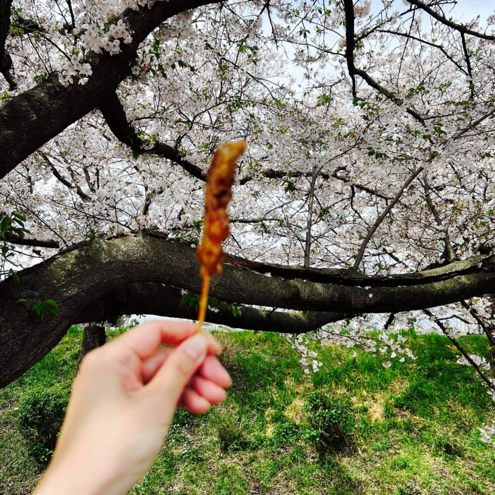 お花見　桜　川沿い　菜の花