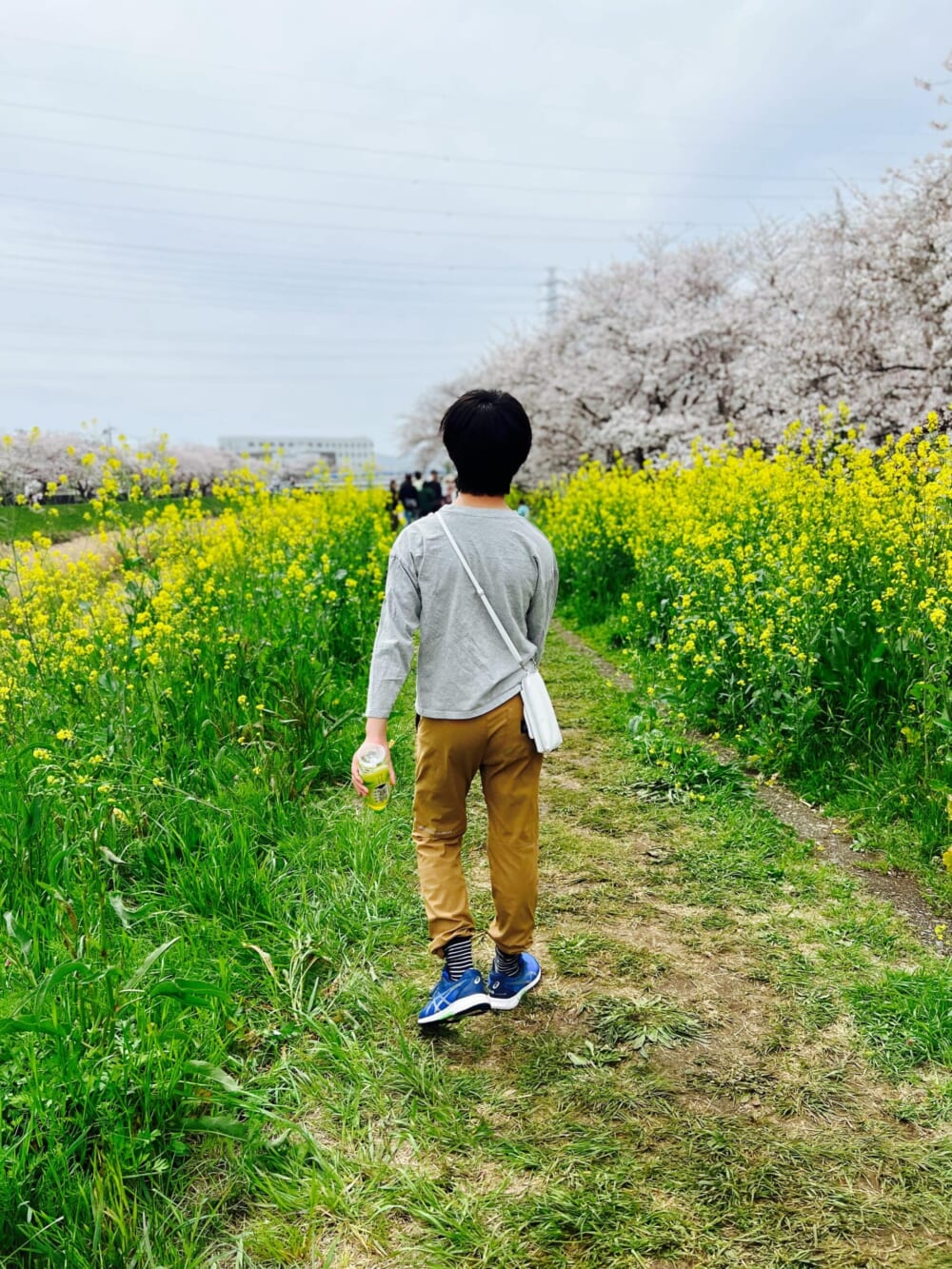 お花見　桜　川沿い　菜の花