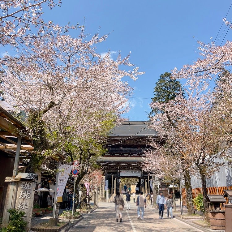 参道　華厳寺　桜