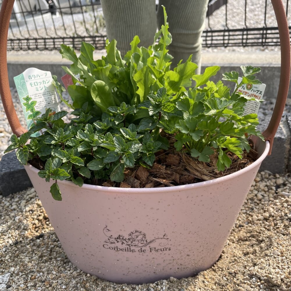 ハーブ寄せ植え
