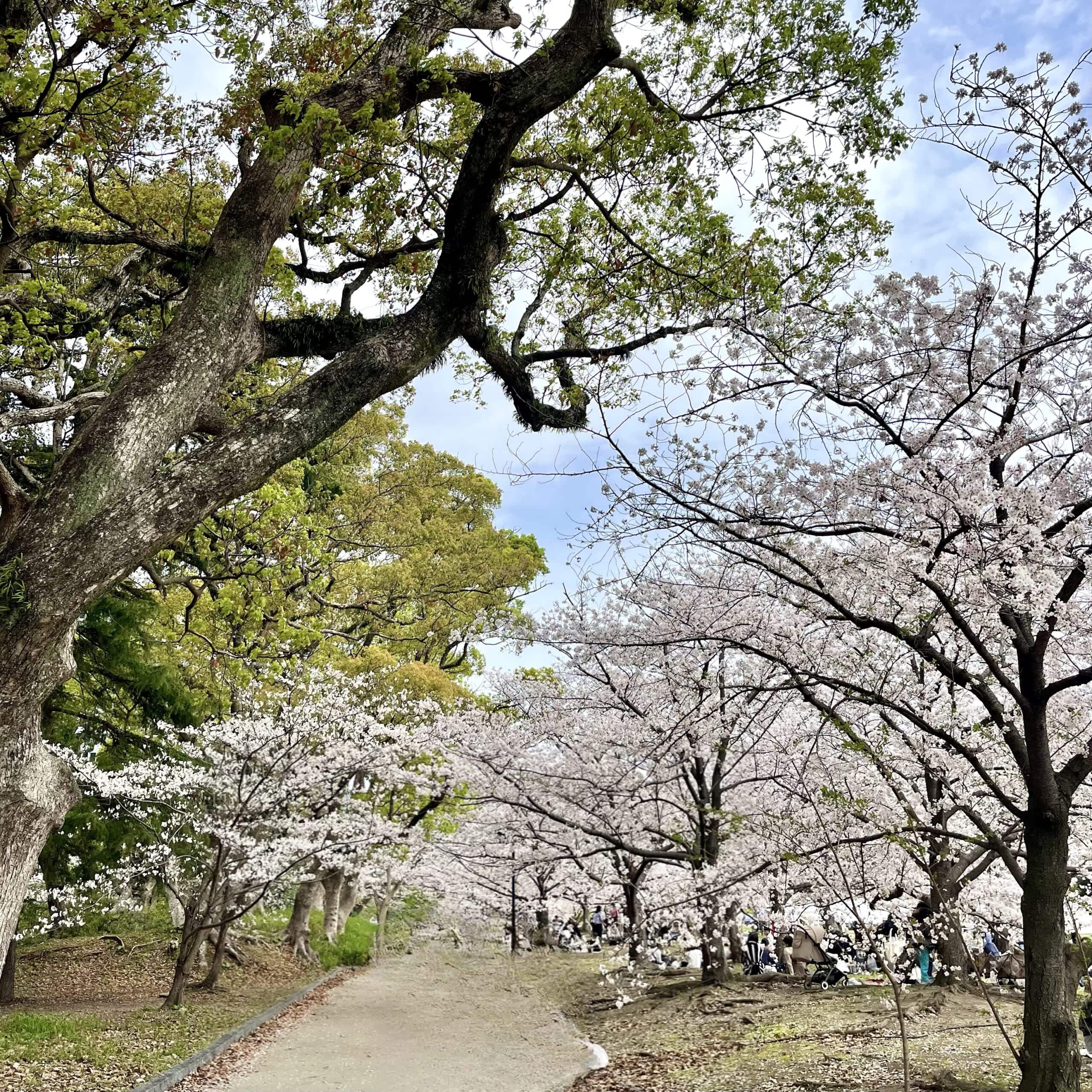 桜