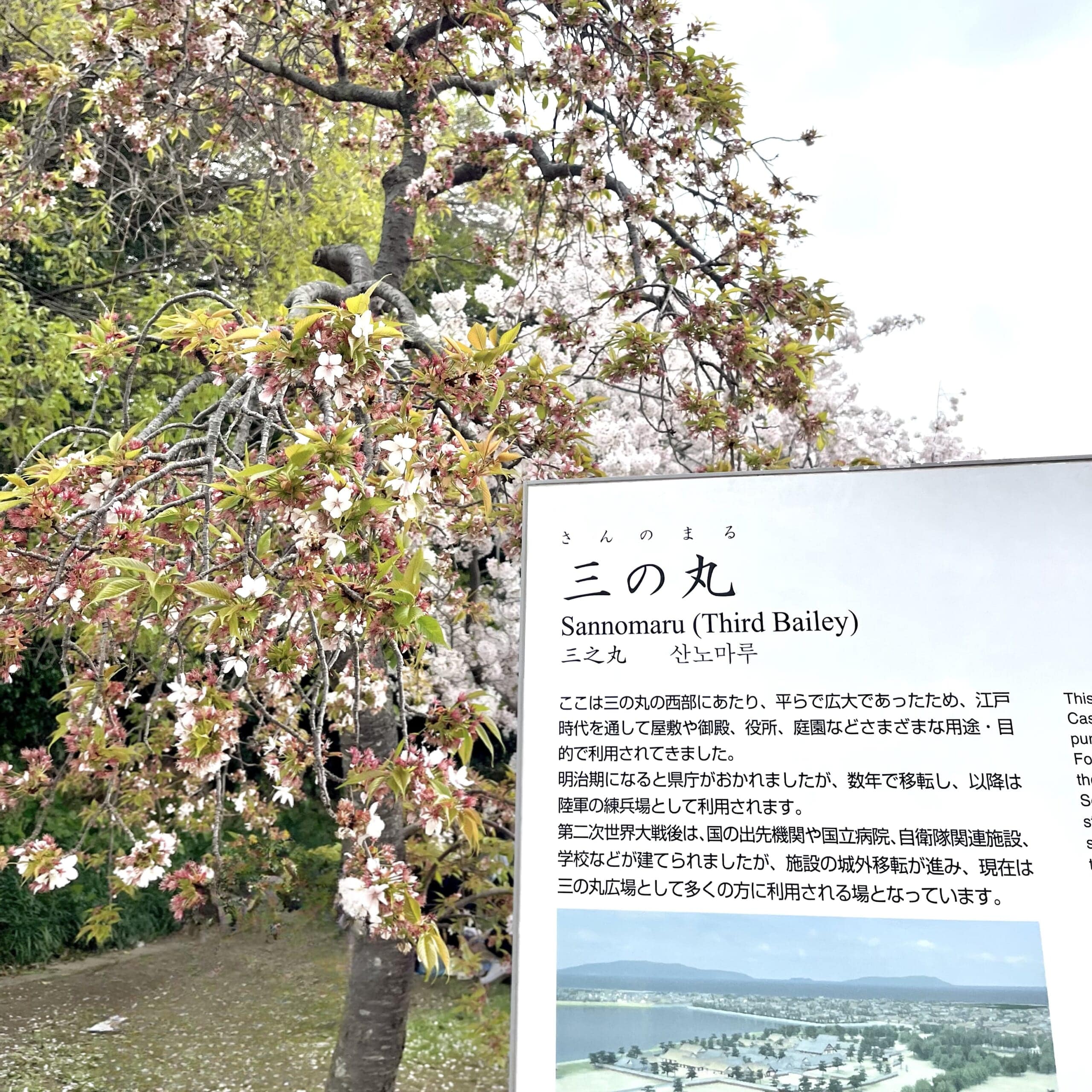 桜