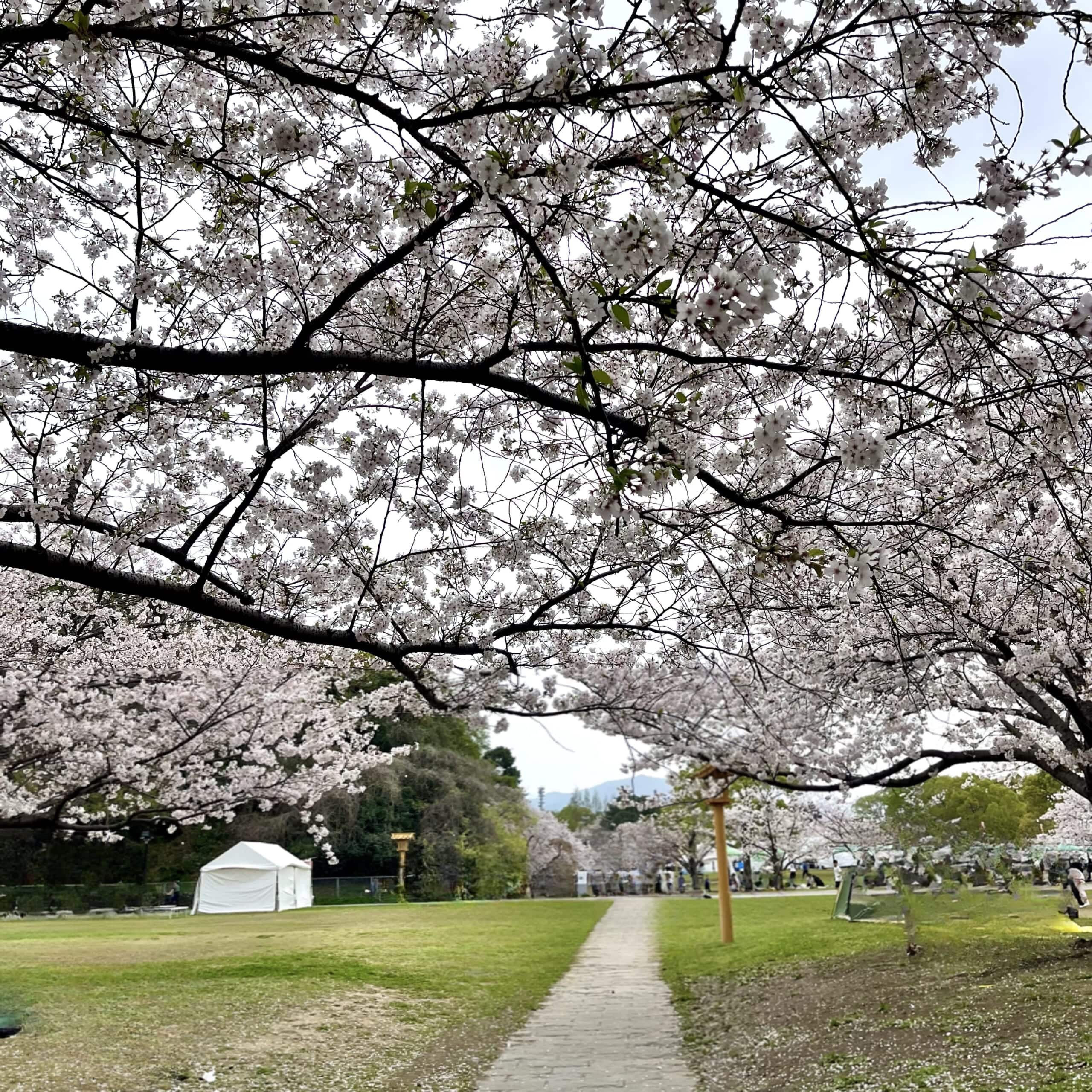 桜