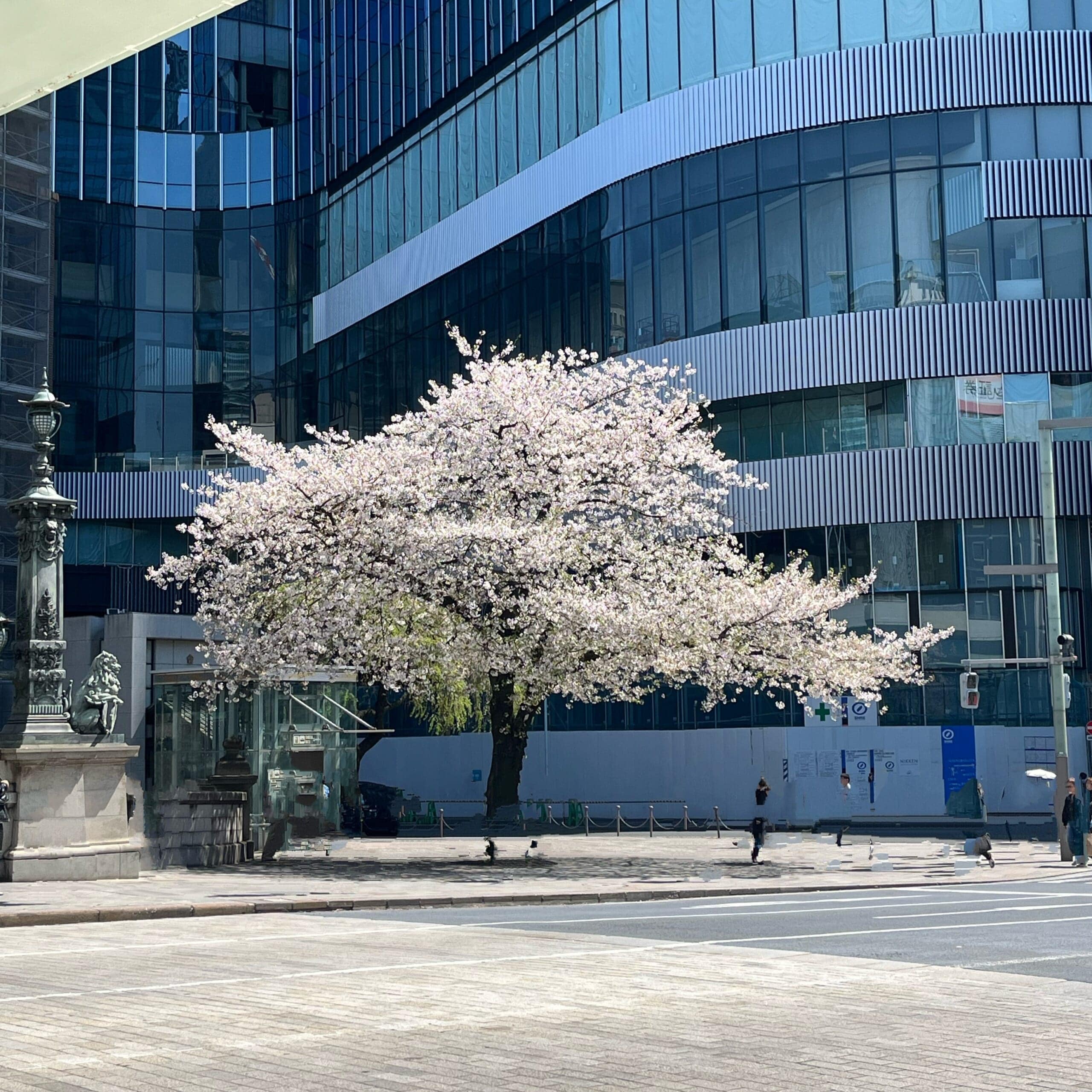 日本橋の桜風景