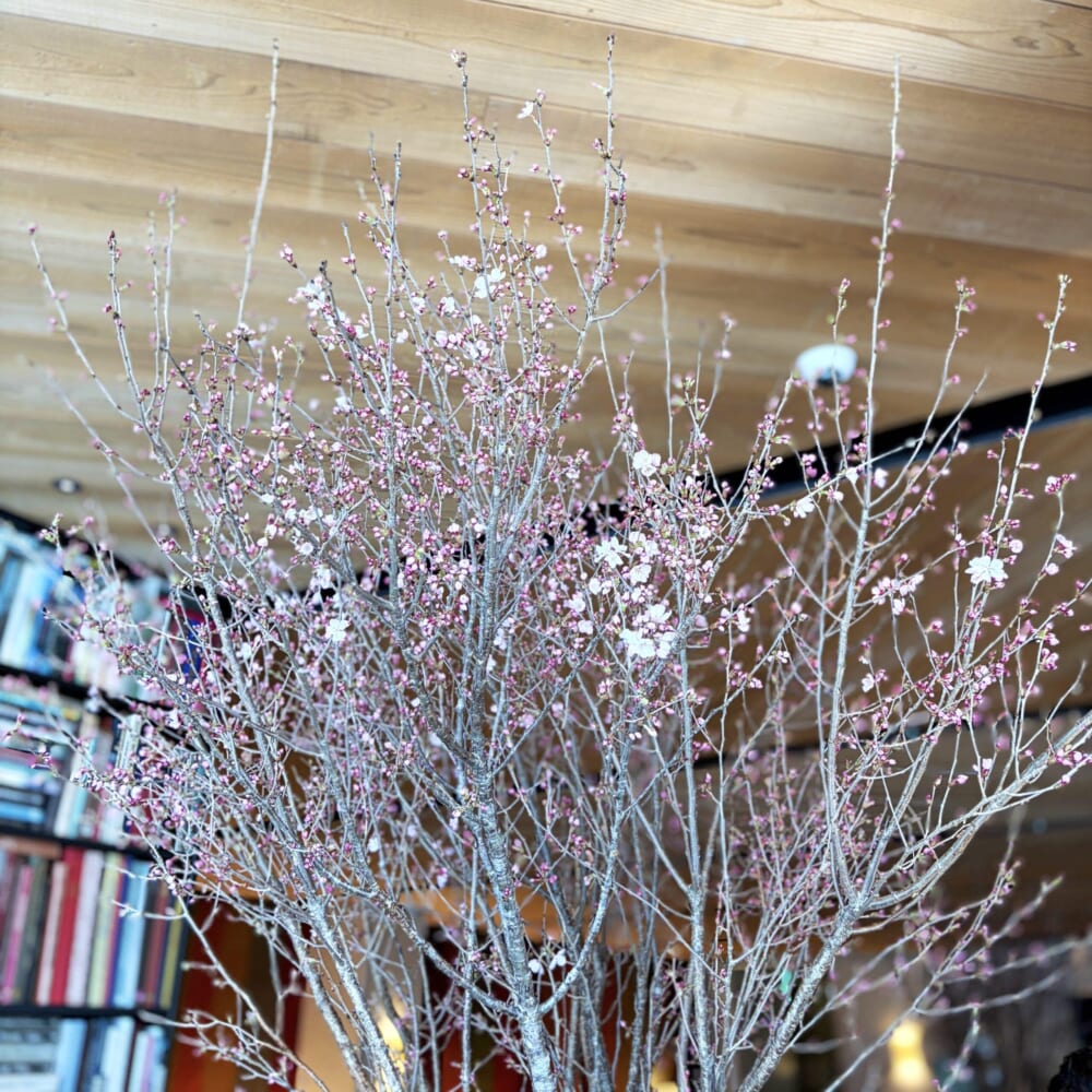 ビルズ パンケーキ 二子玉川