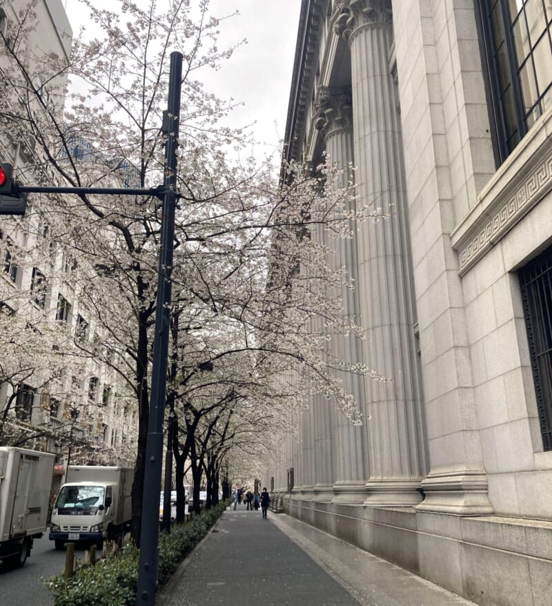 日本橋　桜